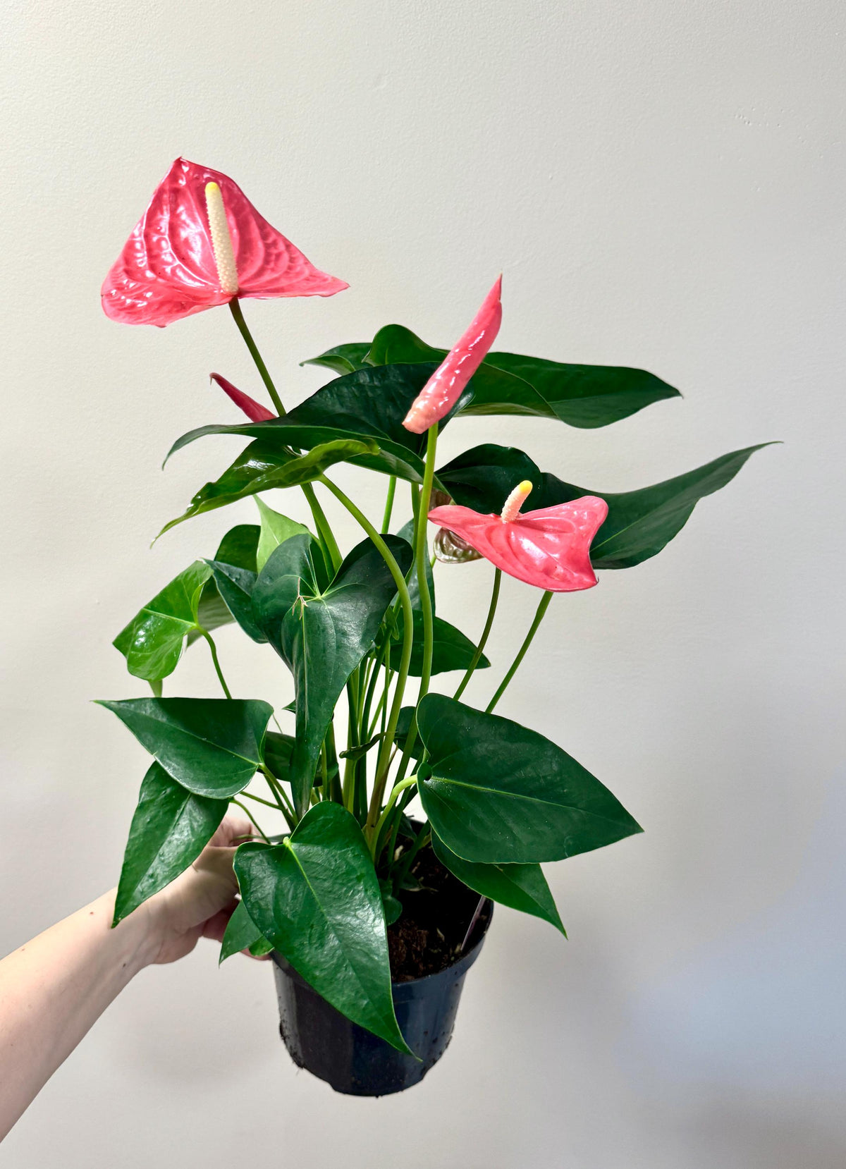 Anthurium Andraeanum Painter's Palette Plant - 6 inch Pot - optional decorative pot