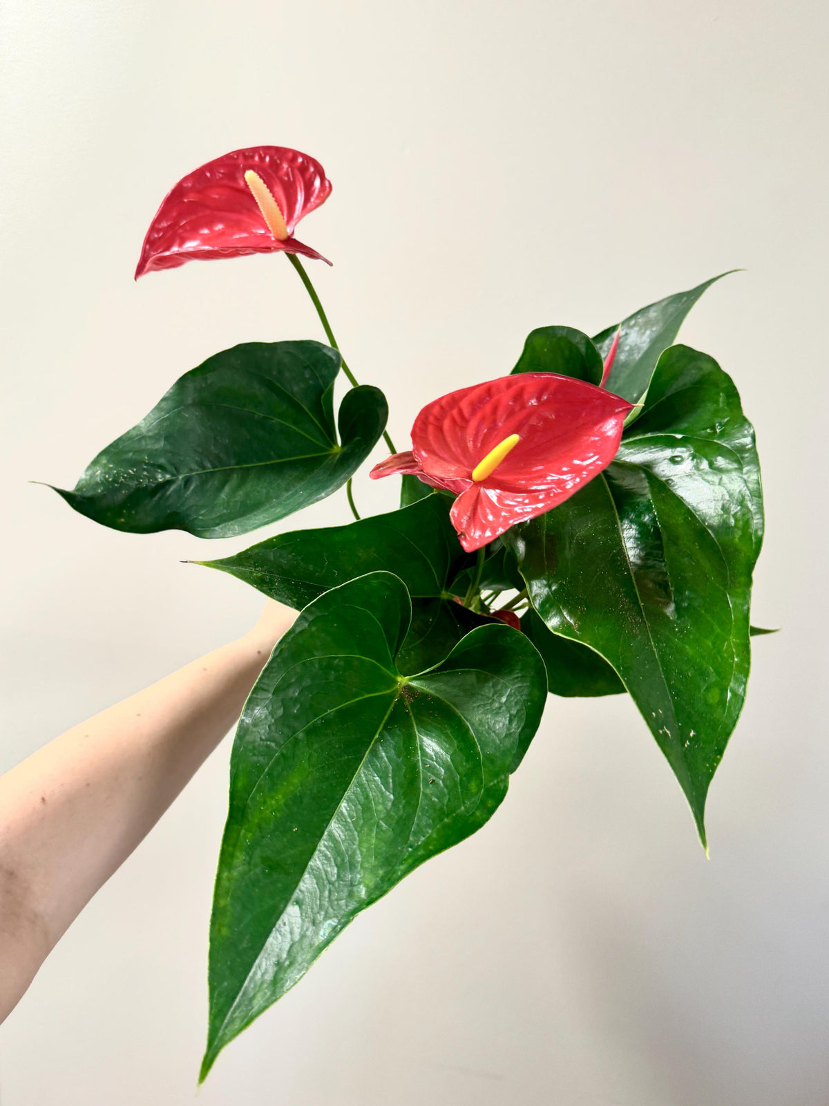 Anthurium Andraeanum Painter's Palette Plant - 6 inch Pot - optional decorative pot
