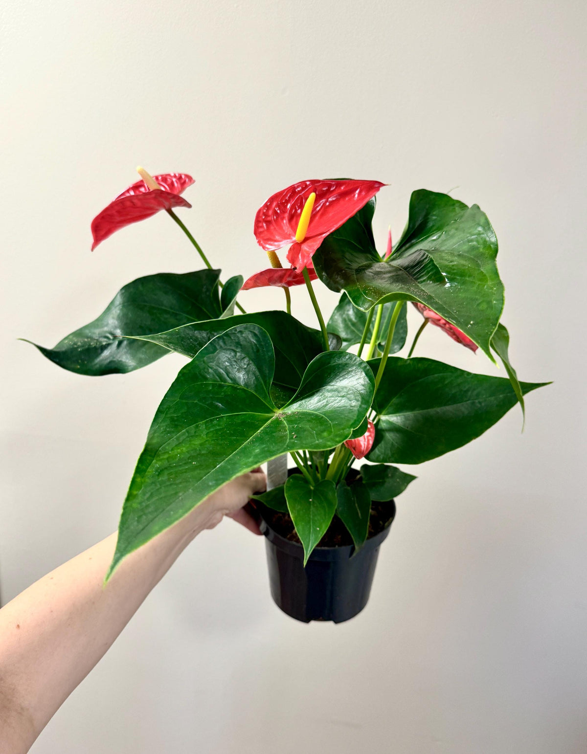 Anthurium Andraeanum Painter's Palette Plant - 6 inch Pot - optional decorative pot