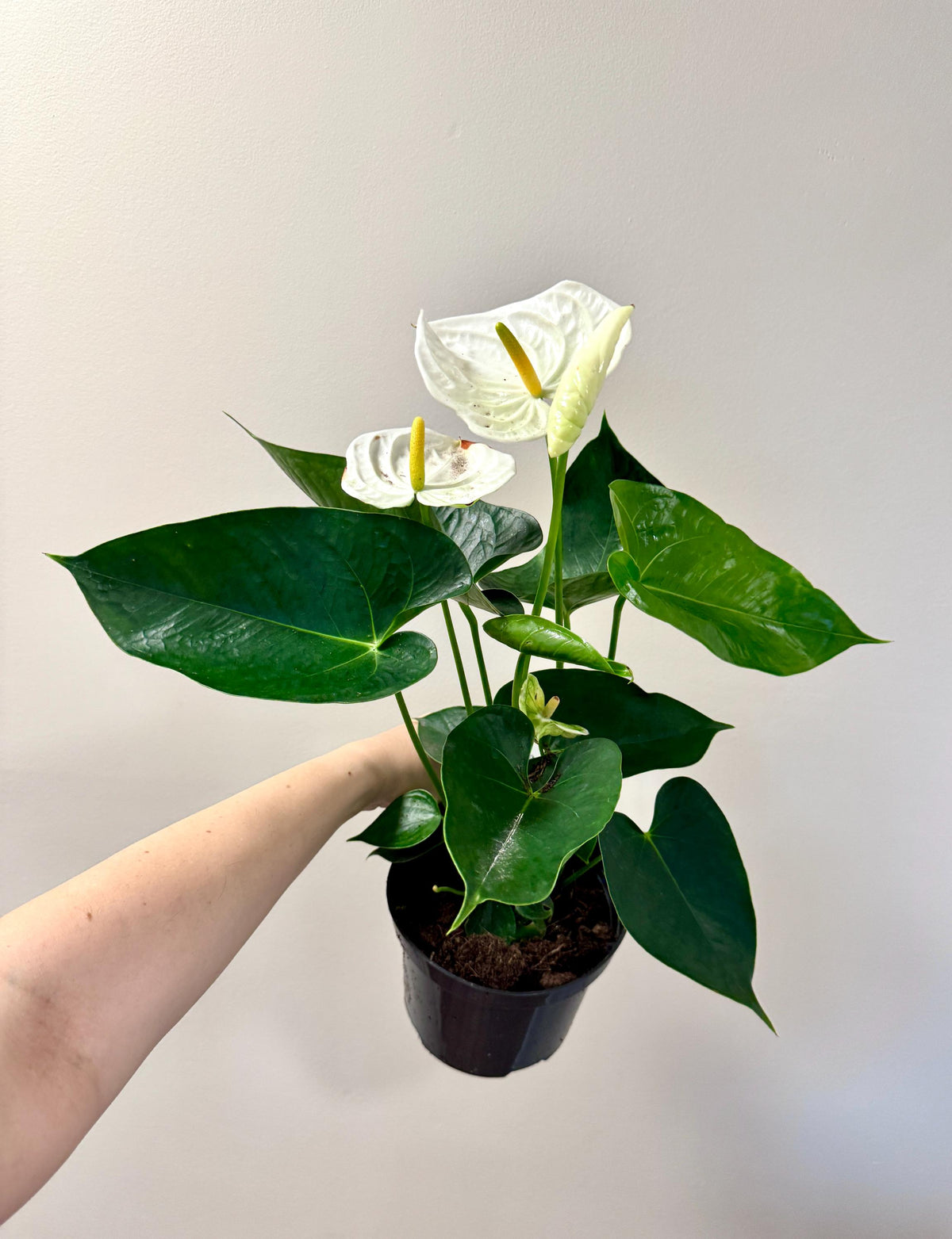 Anthurium Andraeanum Painter's Palette Plant - 6 inch Pot - optional decorative pot