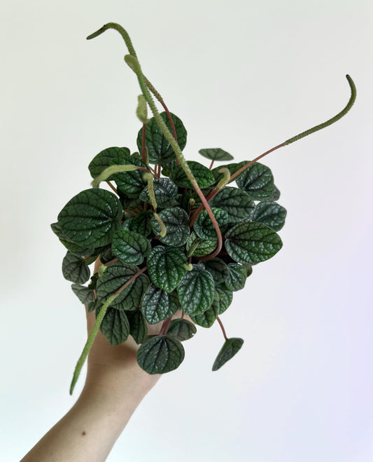 Peperomia Greyhound Radiator Plant - 3.5 inch Pot - Live Plant - optional decorative pot