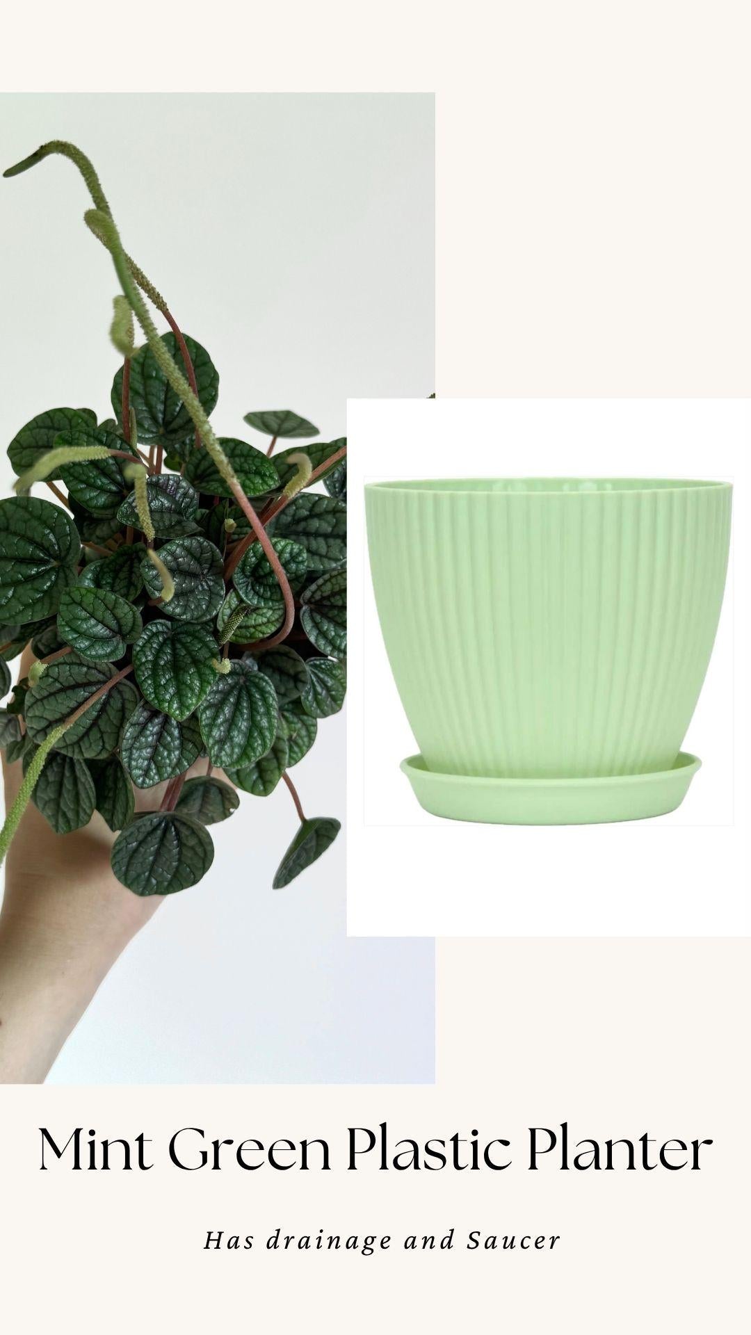 Peperomia Greyhound Radiator Plant - 3.5 inch Pot - Live Plant - optional decorative pot