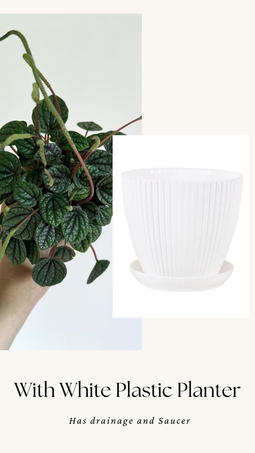 Peperomia Greyhound Radiator Plant - 3.5 inch Pot - Live Plant - optional decorative pot