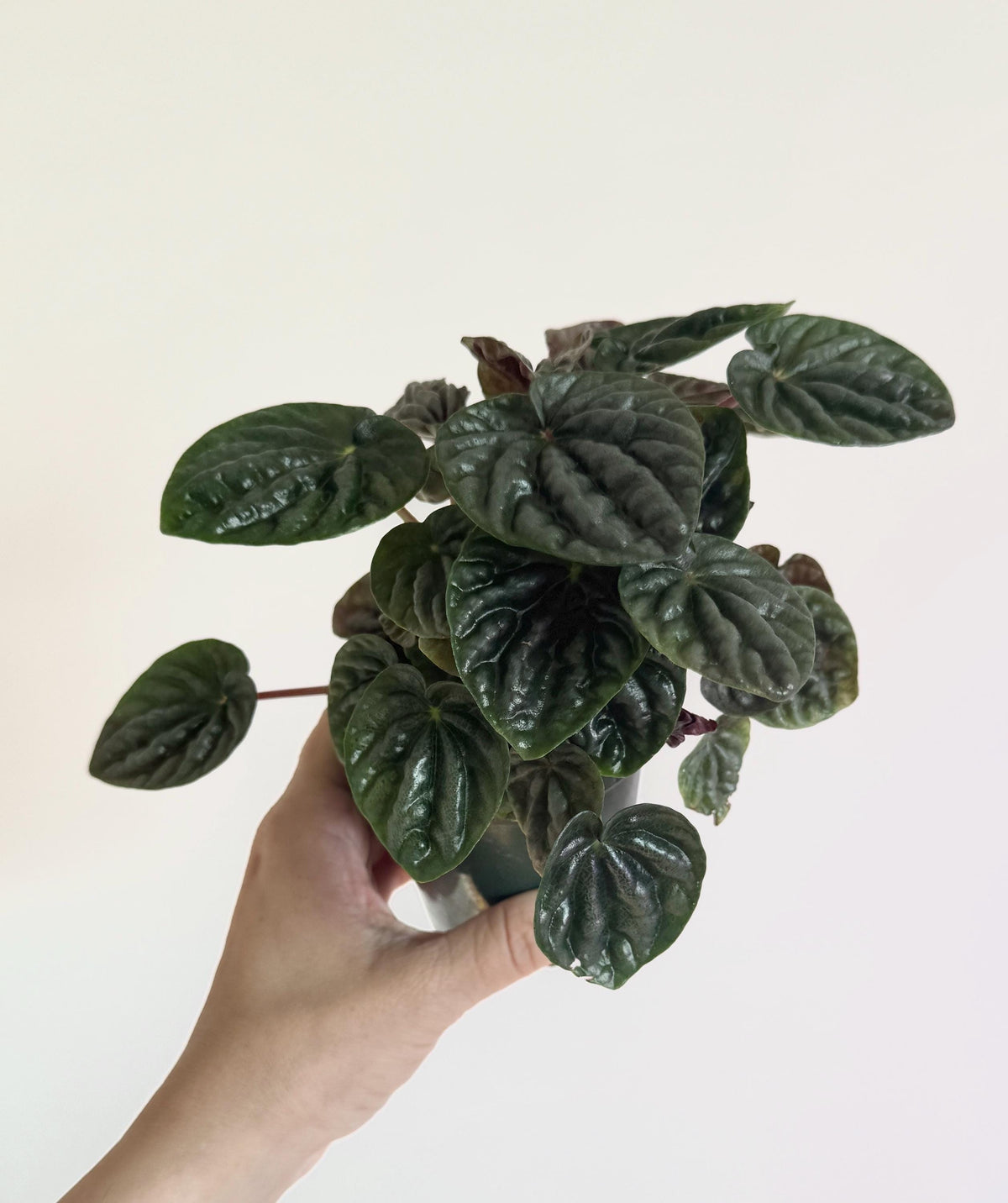 Peperomia Grey Luna Plant - 3.5 inch Pot - Live Plant - optional decorative pot
