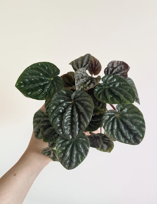 Peperomia Grey Luna Plant - 3.5 inch Pot - Live Plant - optional decorative pot