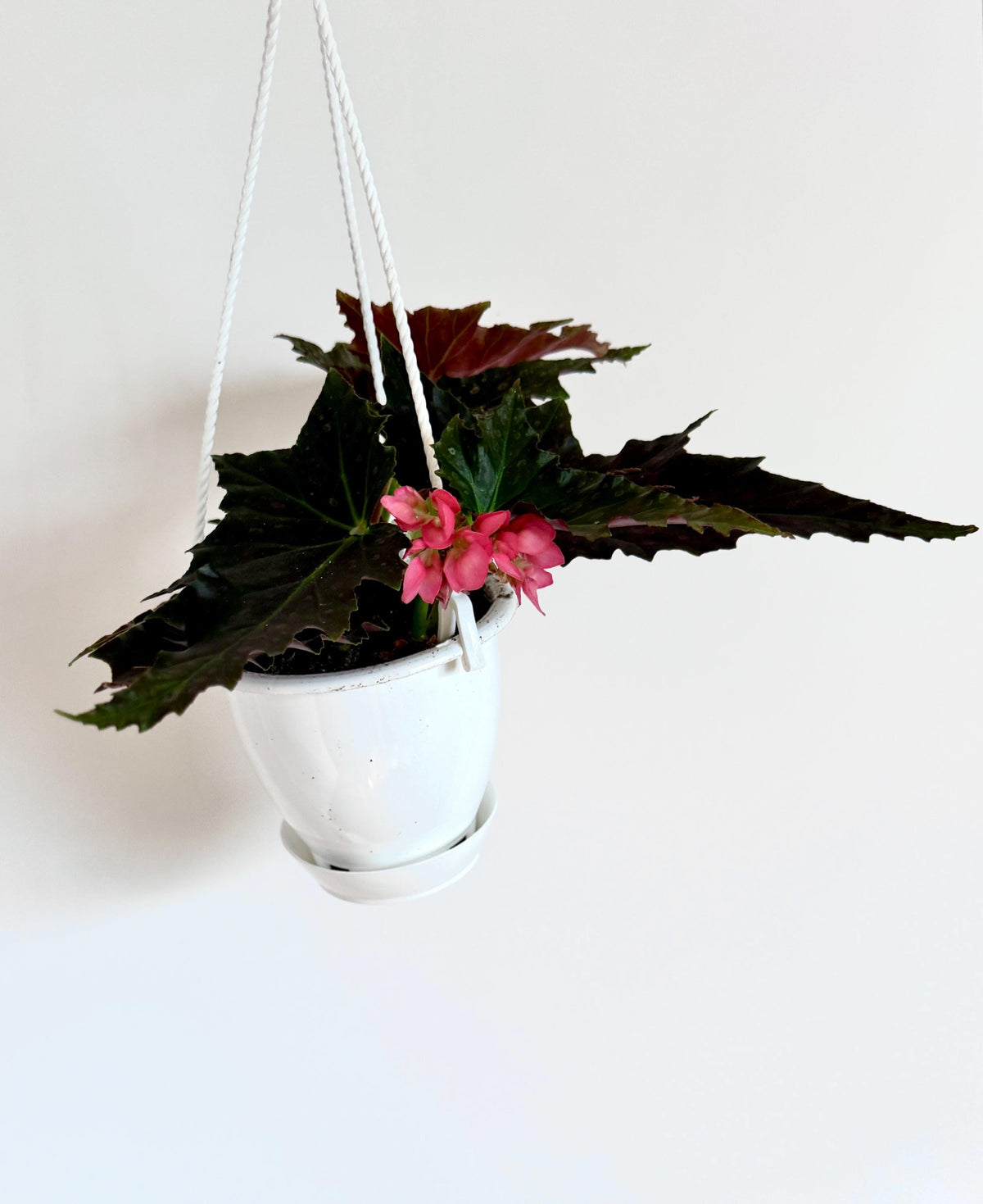 Begonia Jocko Boy Rare Angel Wing Flowering Plant - 4.5 Hanging Pot - Polka Dot Elephant Ear Plant