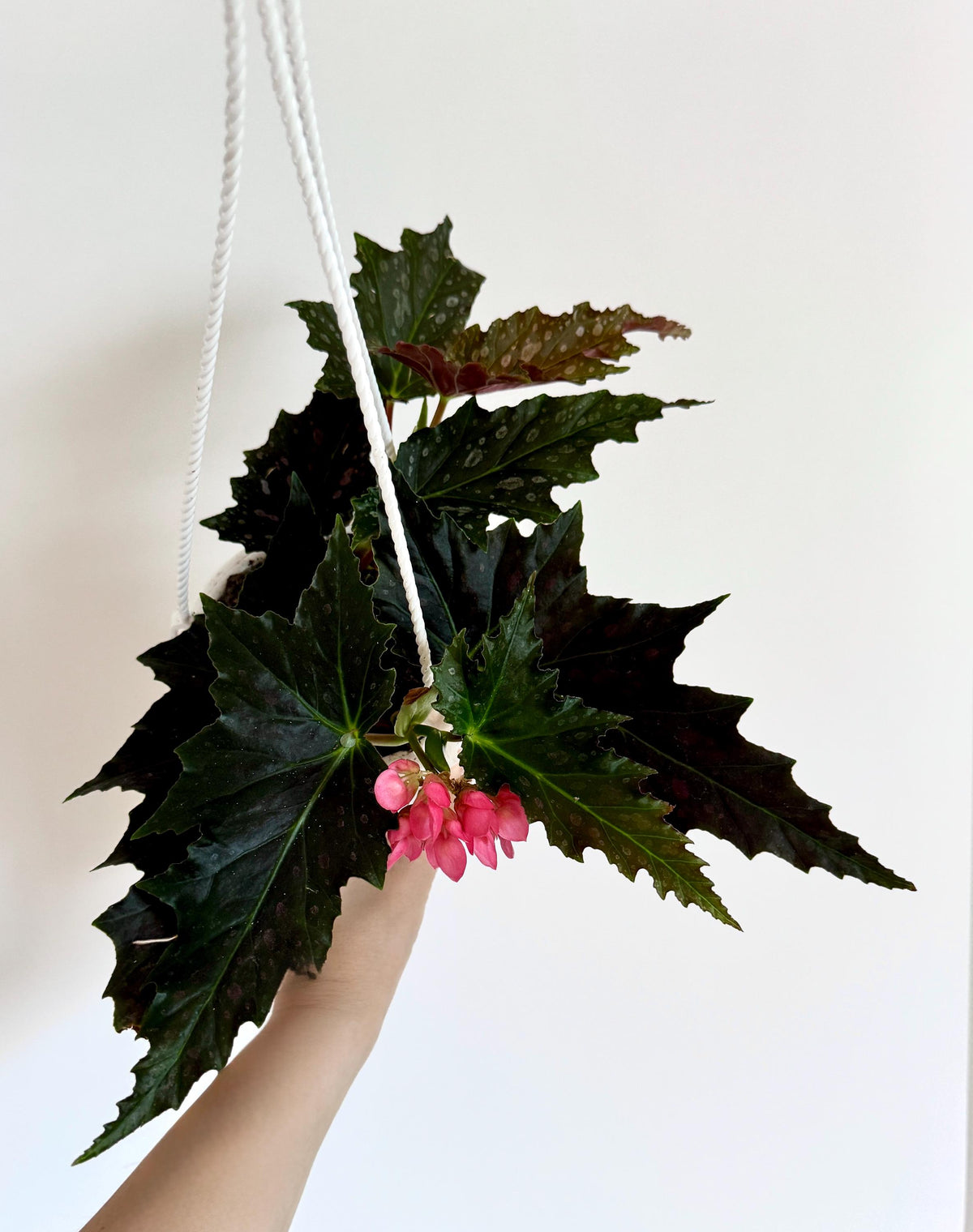 Begonia Jocko Boy Rare Angel Wing Flowering Plant - 4.5 Hanging Pot - Polka Dot Elephant Ear Plant