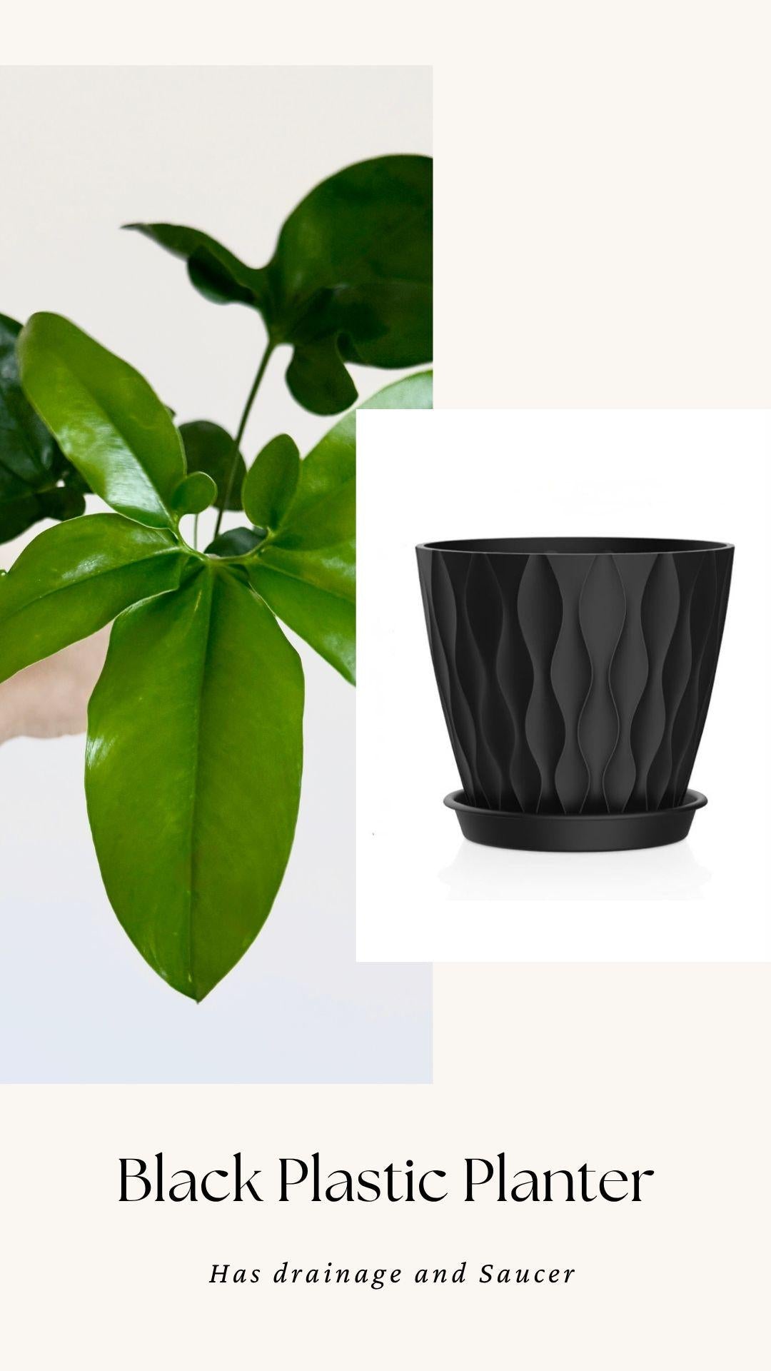 Philodendron Joepii Plant 4 inch - Live Plant - optional decorative pot