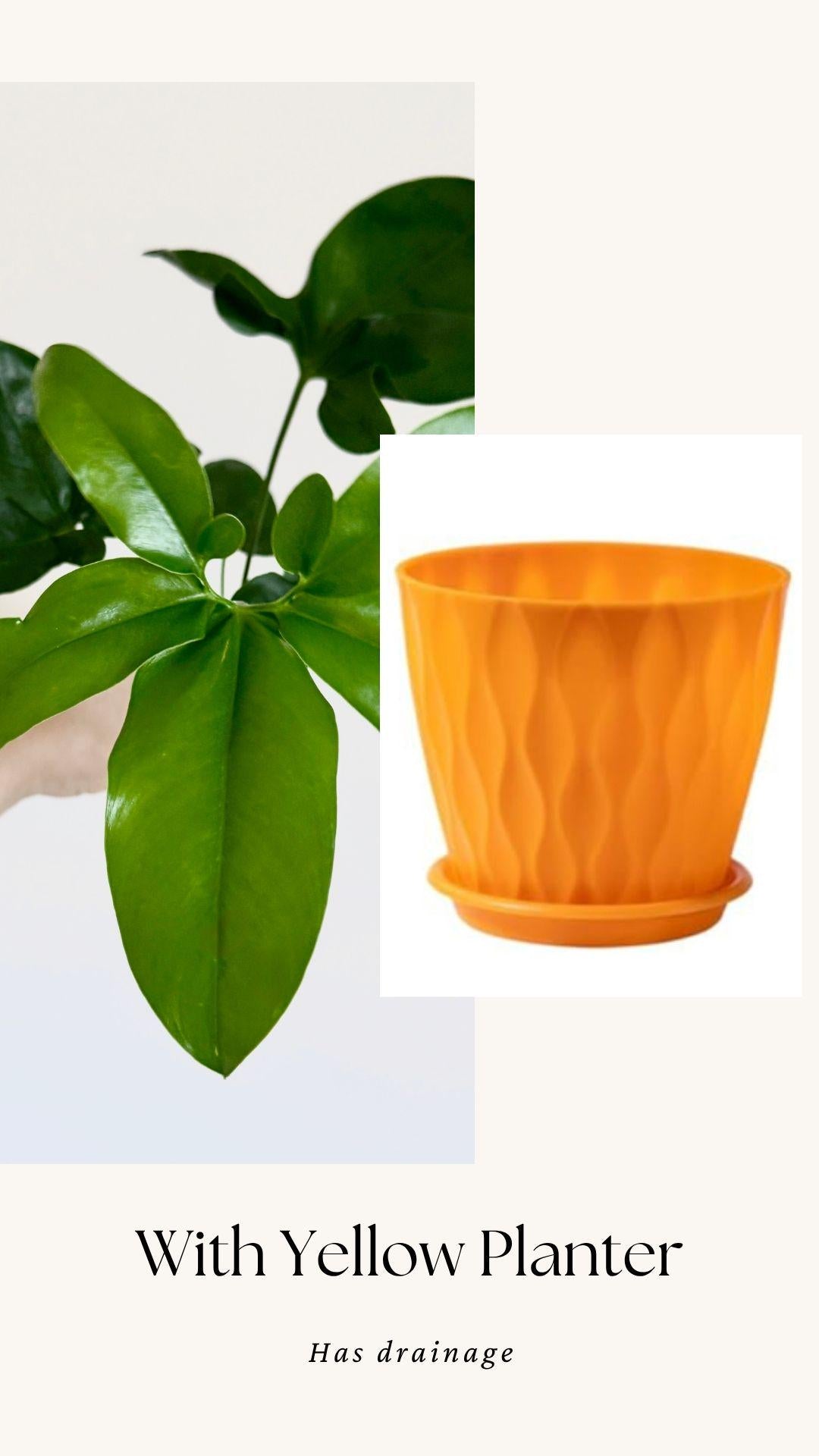 Philodendron Joepii Plant 4 inch - Live Plant - optional decorative pot