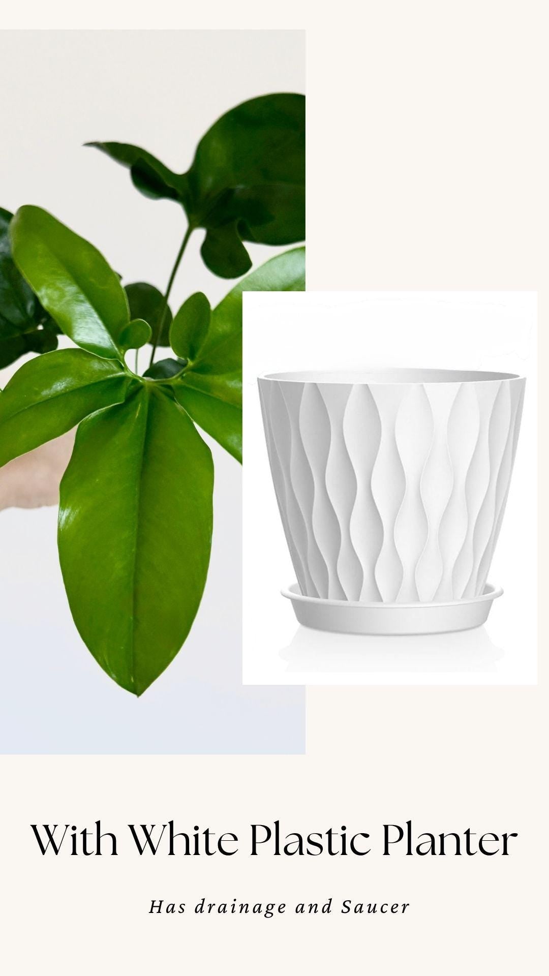 Philodendron Joepii Plant 4 inch - Live Plant - optional decorative pot