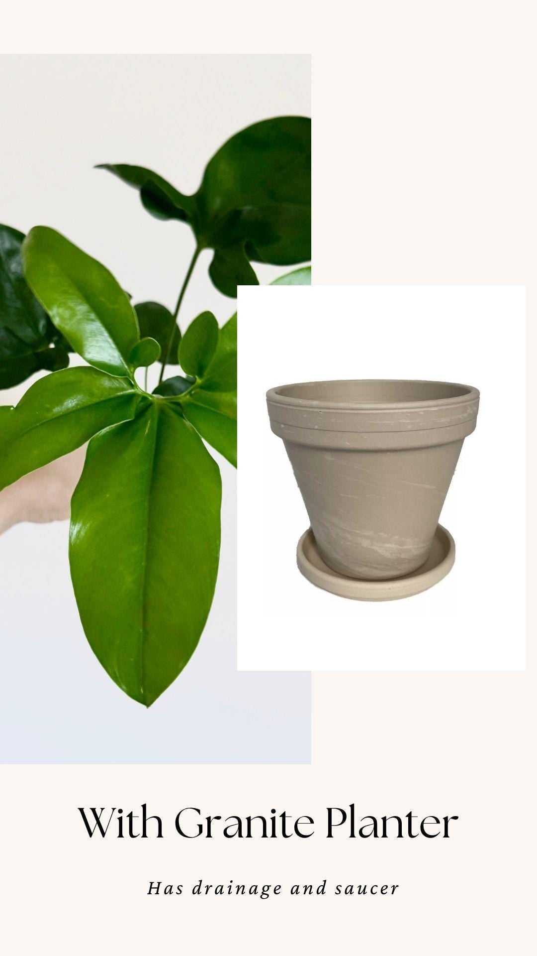 Philodendron Joepii Plant 4 inch - Live Plant - optional decorative pot