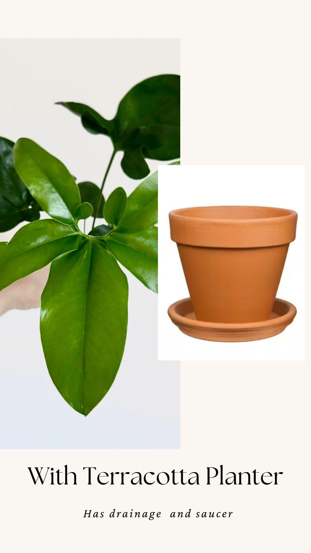 Philodendron Joepii Plant 4 inch - Live Plant - optional decorative pot