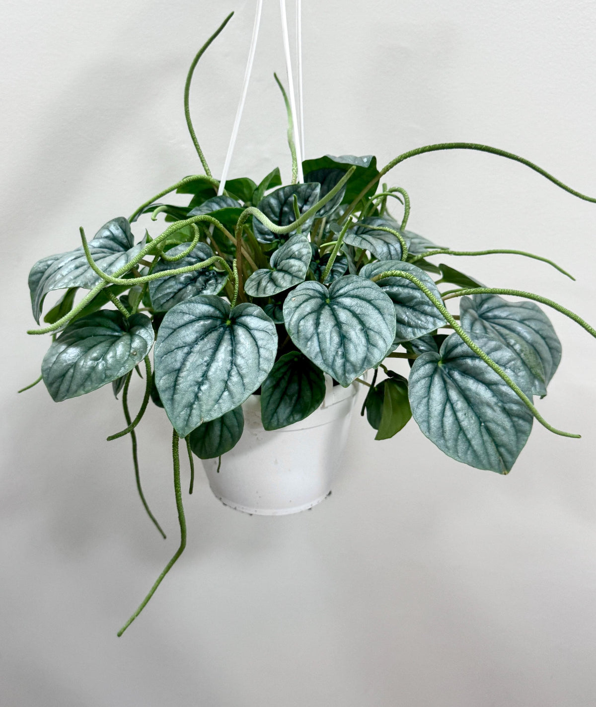 Peperomia Frost - 6 inch Hanging Basket
