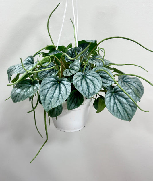 Peperomia Frost - 6 inch Hanging Basket