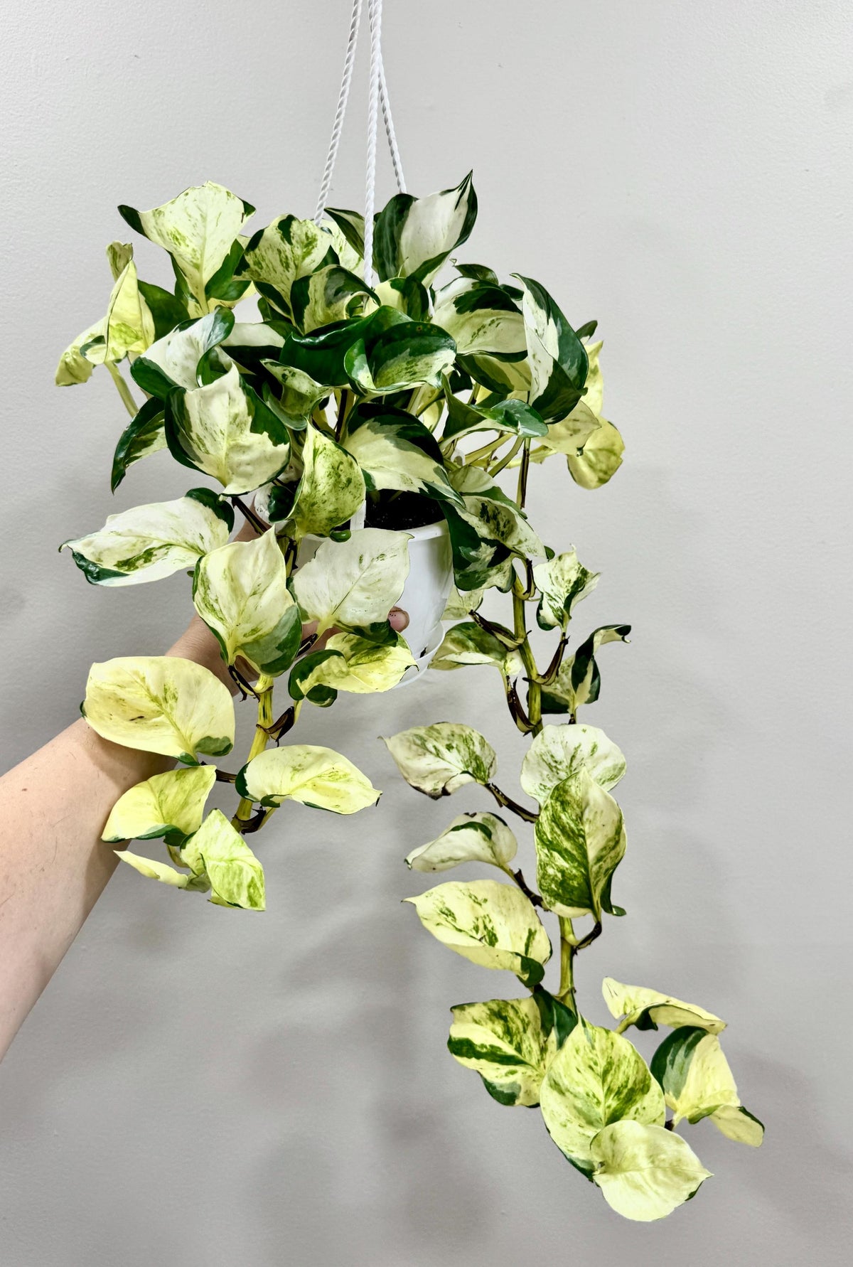 Ivory Night Pothos Rare Plant | Epipremnum Aurea | 4.5” Hanging Basket
