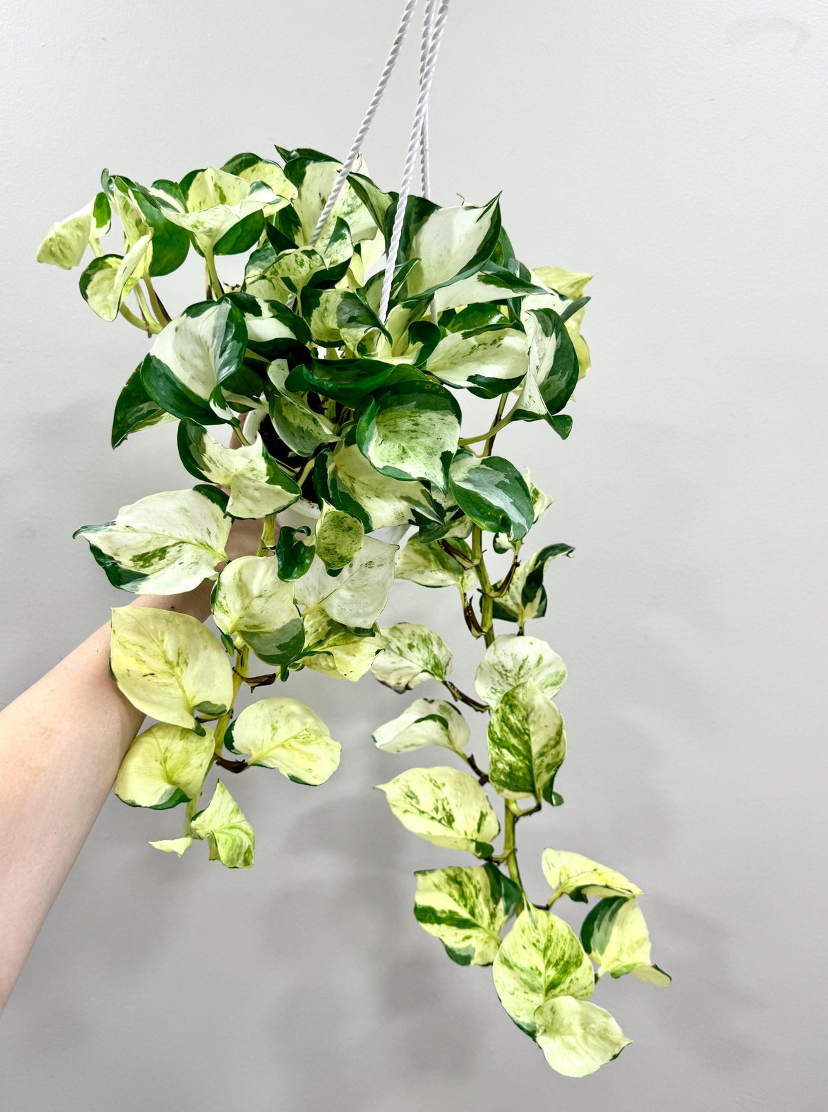 Ivory Night Pothos Rare Plant | Epipremnum Aurea | 4.5” Hanging Basket