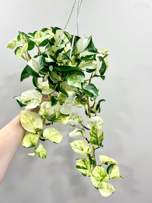 Ivory Night Pothos Rare Plant | Epipremnum Aurea | 4.5” Hanging Basket