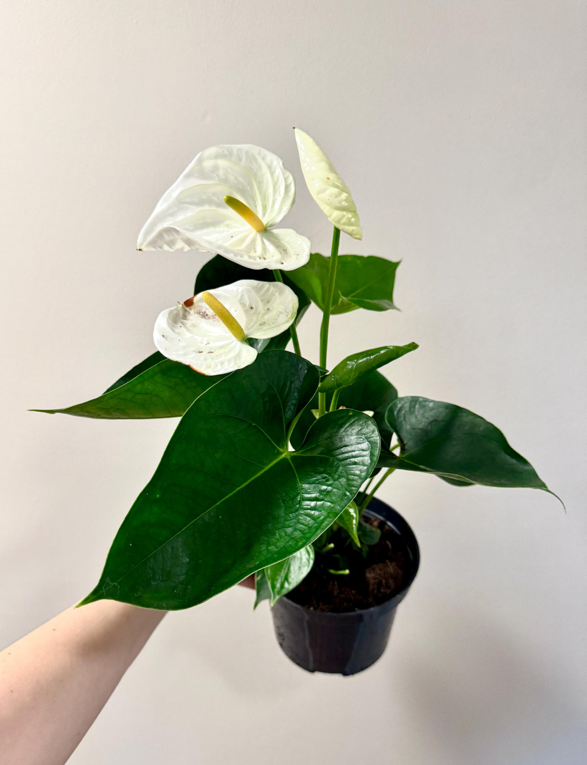 Anthurium Andraeanum Painter's Palette Plant - 6 inch Pot - optional decorative pot