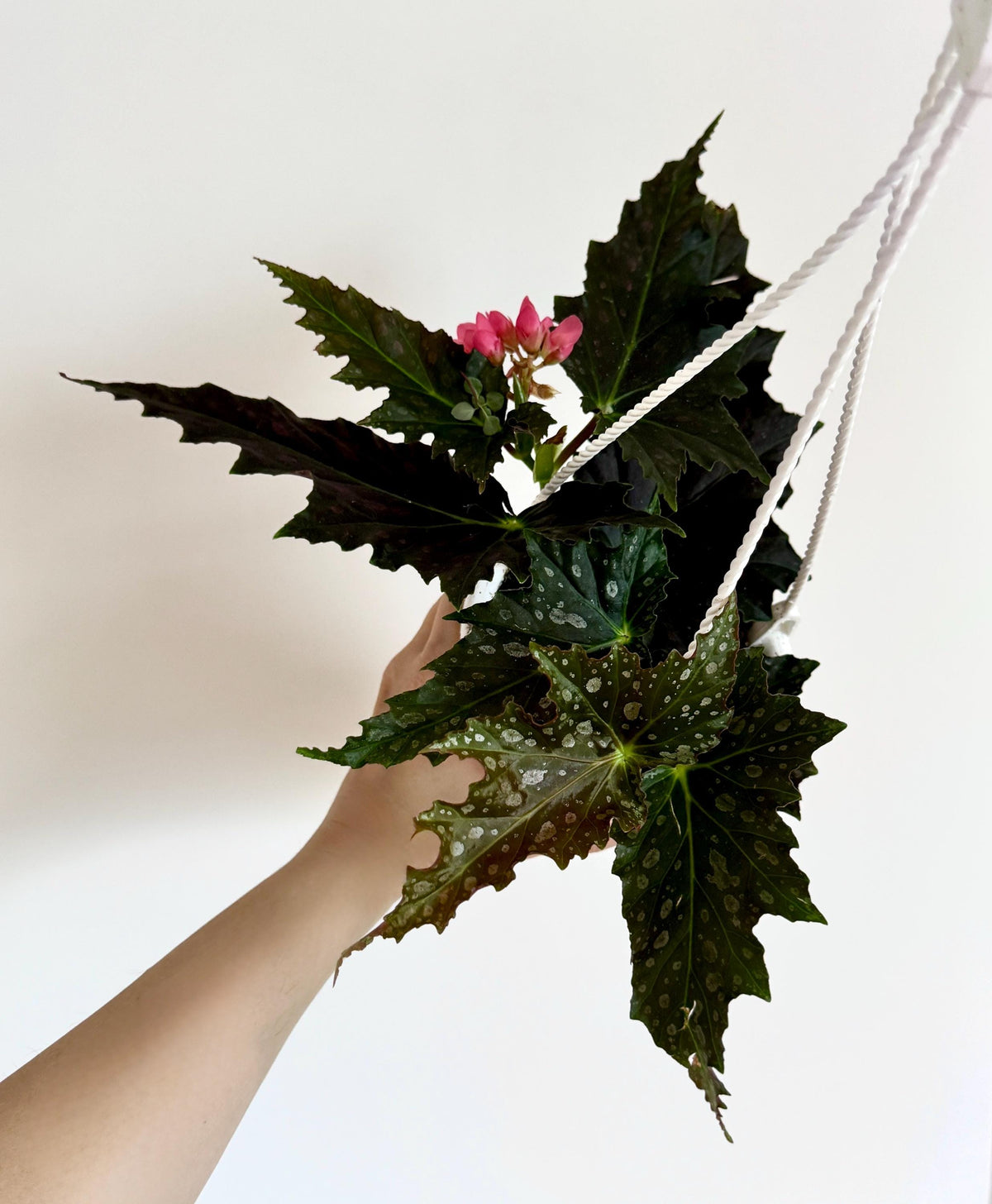 Begonia Jocko Boy Rare Angel Wing Flowering Plant - 4.5 Hanging Pot - Polka Dot Elephant Ear Plant