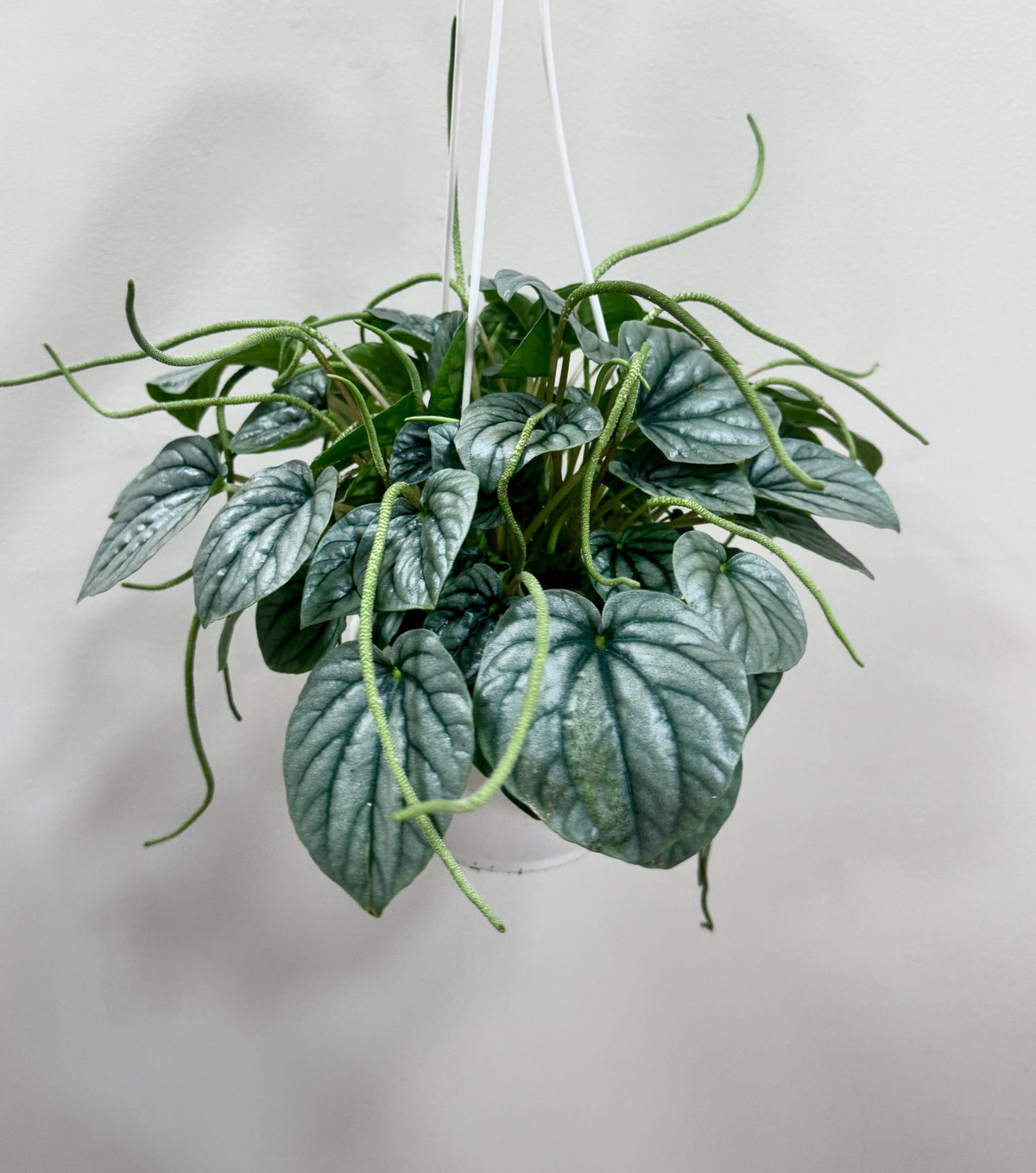 Peperomia Frost - 6 inch Hanging Basket