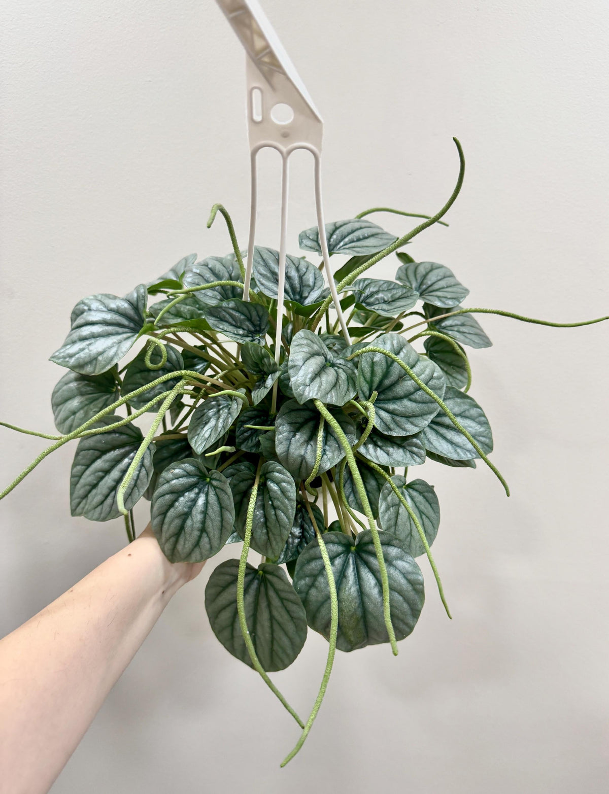 Peperomia Frost - 6 inch Hanging Basket